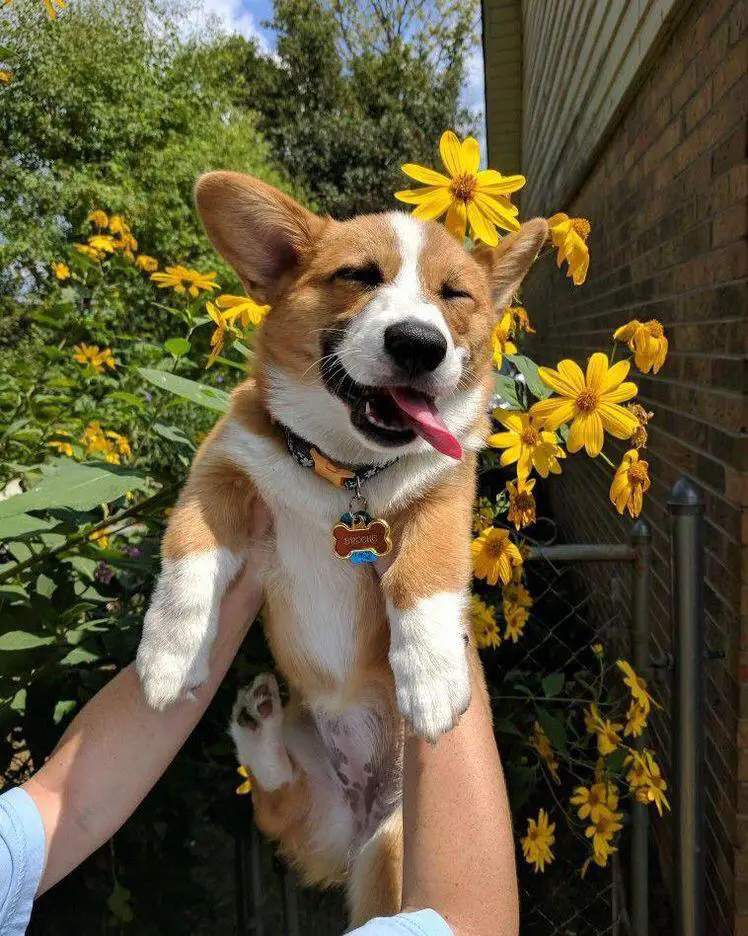 holding up a happy corgi with its tongue sticking out and flowers behind it