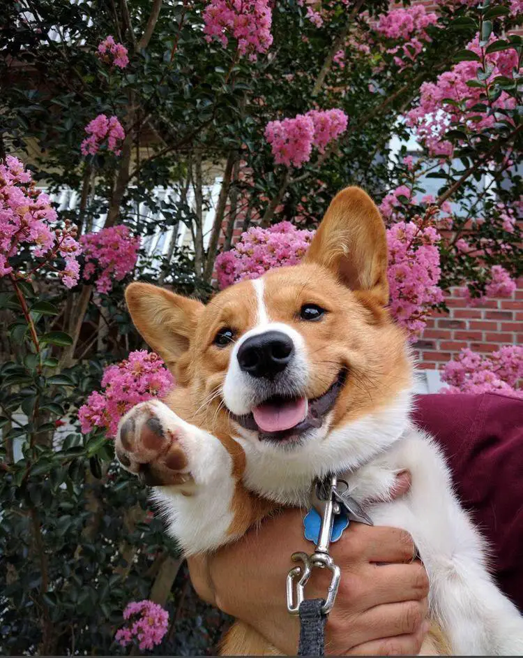 holding up a happy Corgi with purple flowers behind