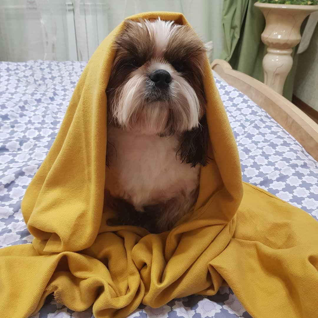 A Shih Tzu sitting on top of the bed with towel over his head