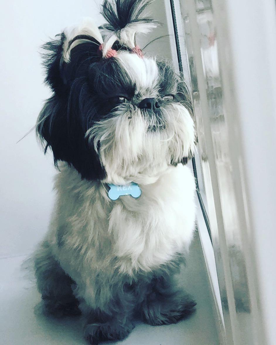 A Shih Tzu sitting by the window while looking outside