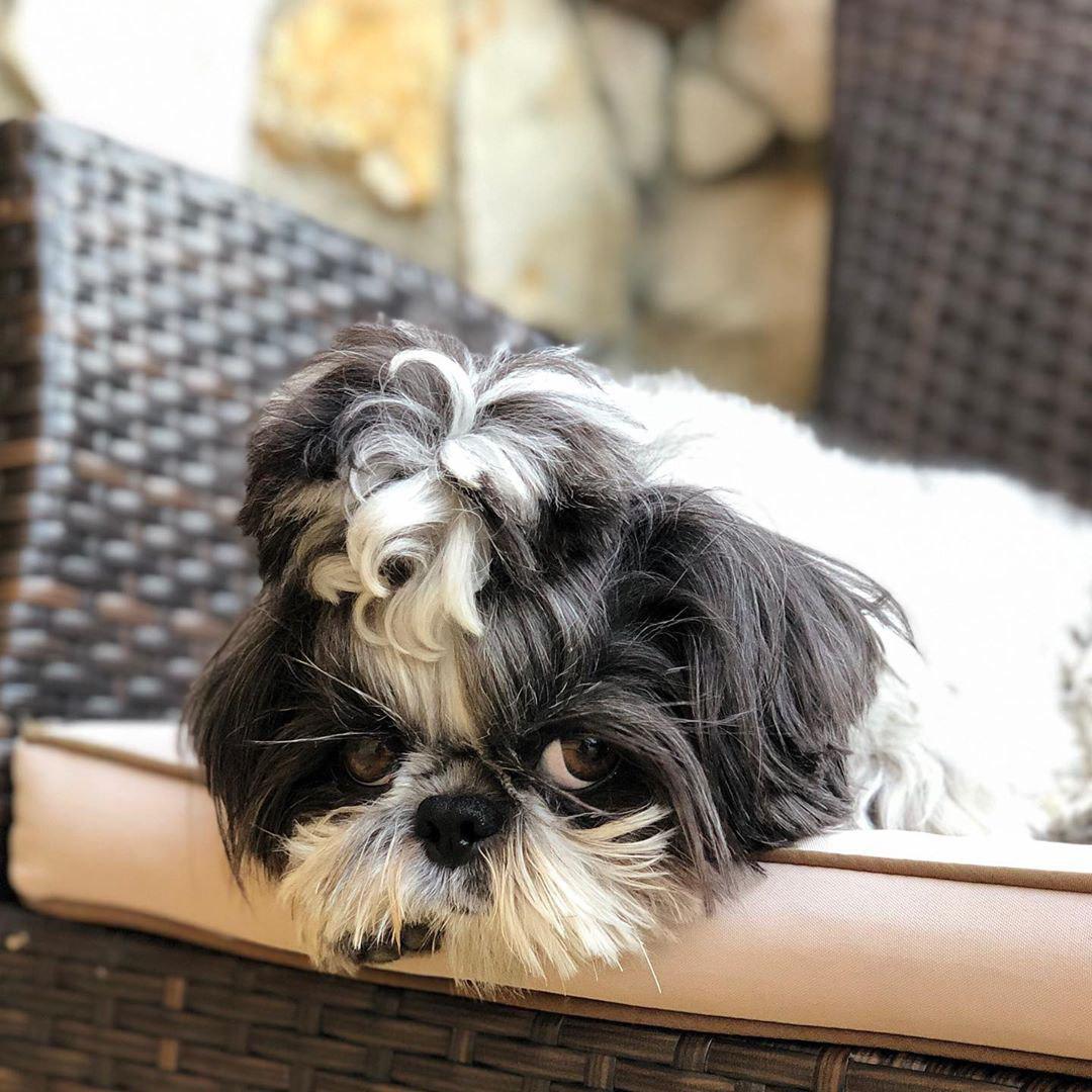 A Shih Tzu lying on top of the chair