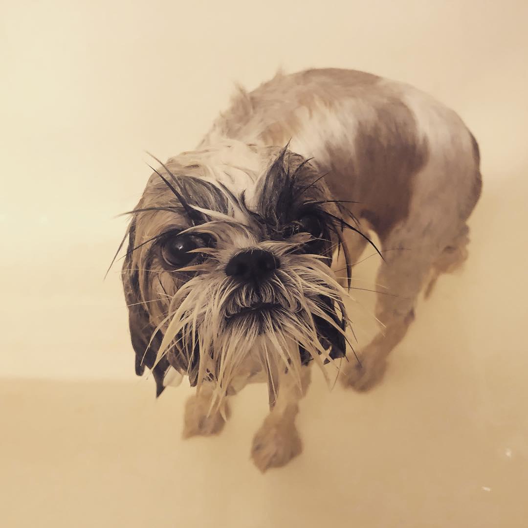 A wet Shih Tzu standing inside the bathtub