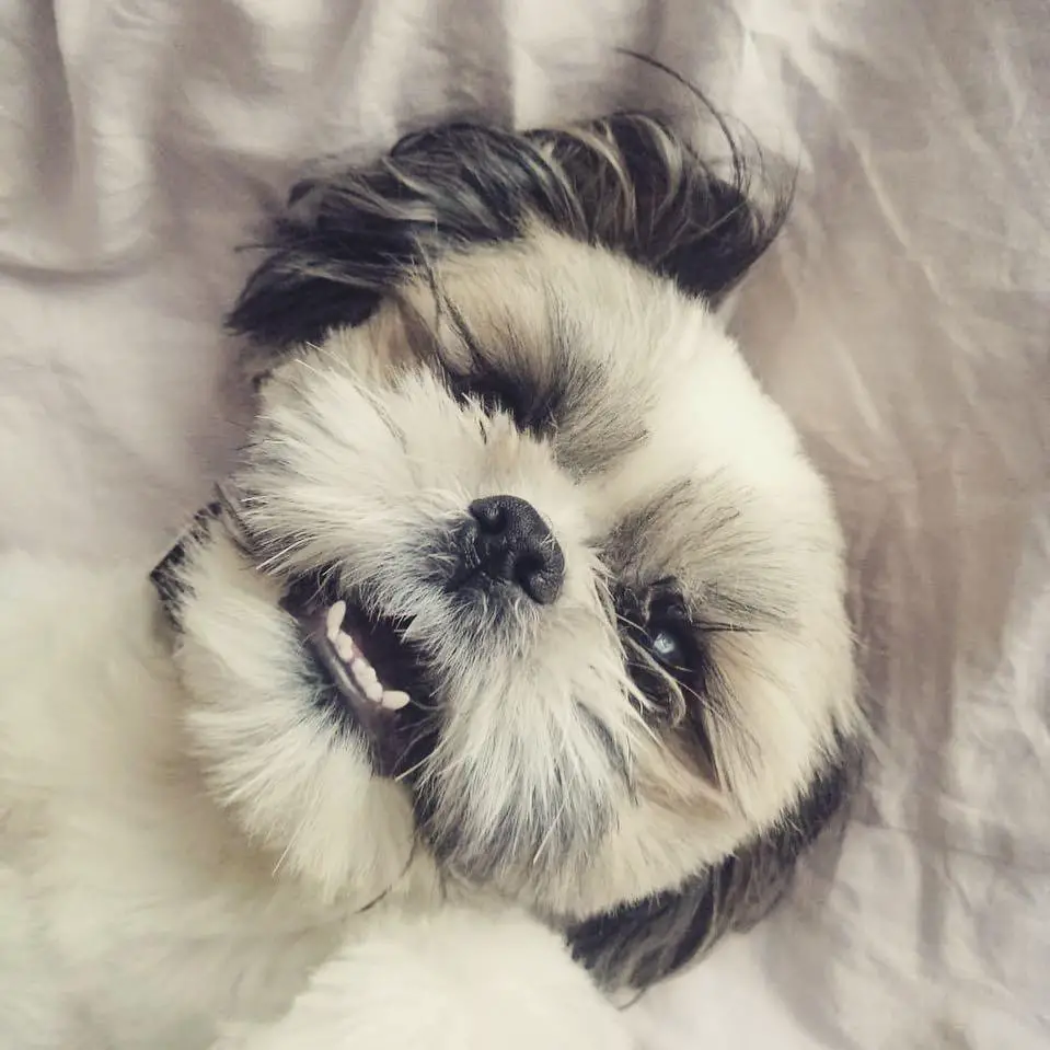 A Shih Tzu lying on the bed while smiling
