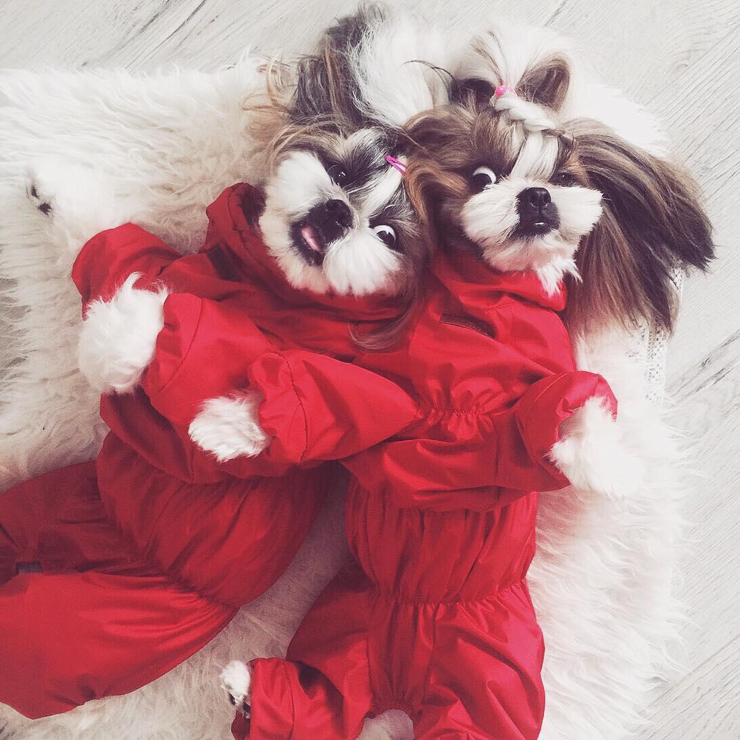 two Shih Tzu wearing a red jumpsuit while lying on its back on a blanket