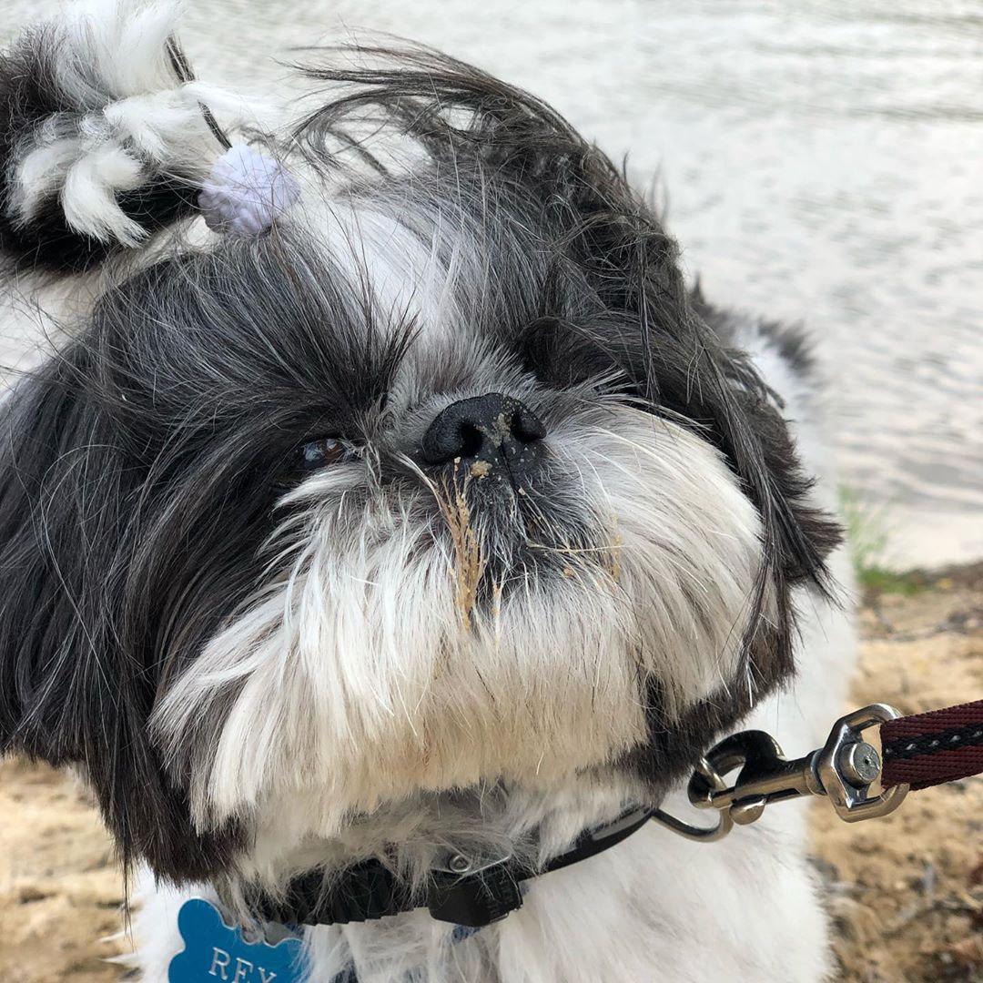 A Shih Tzu standing on the ground by the river