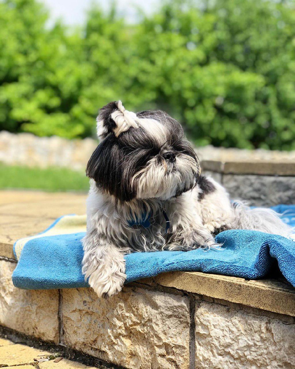 A Shih Tzu lying on top of a blanket in the stairs at the park