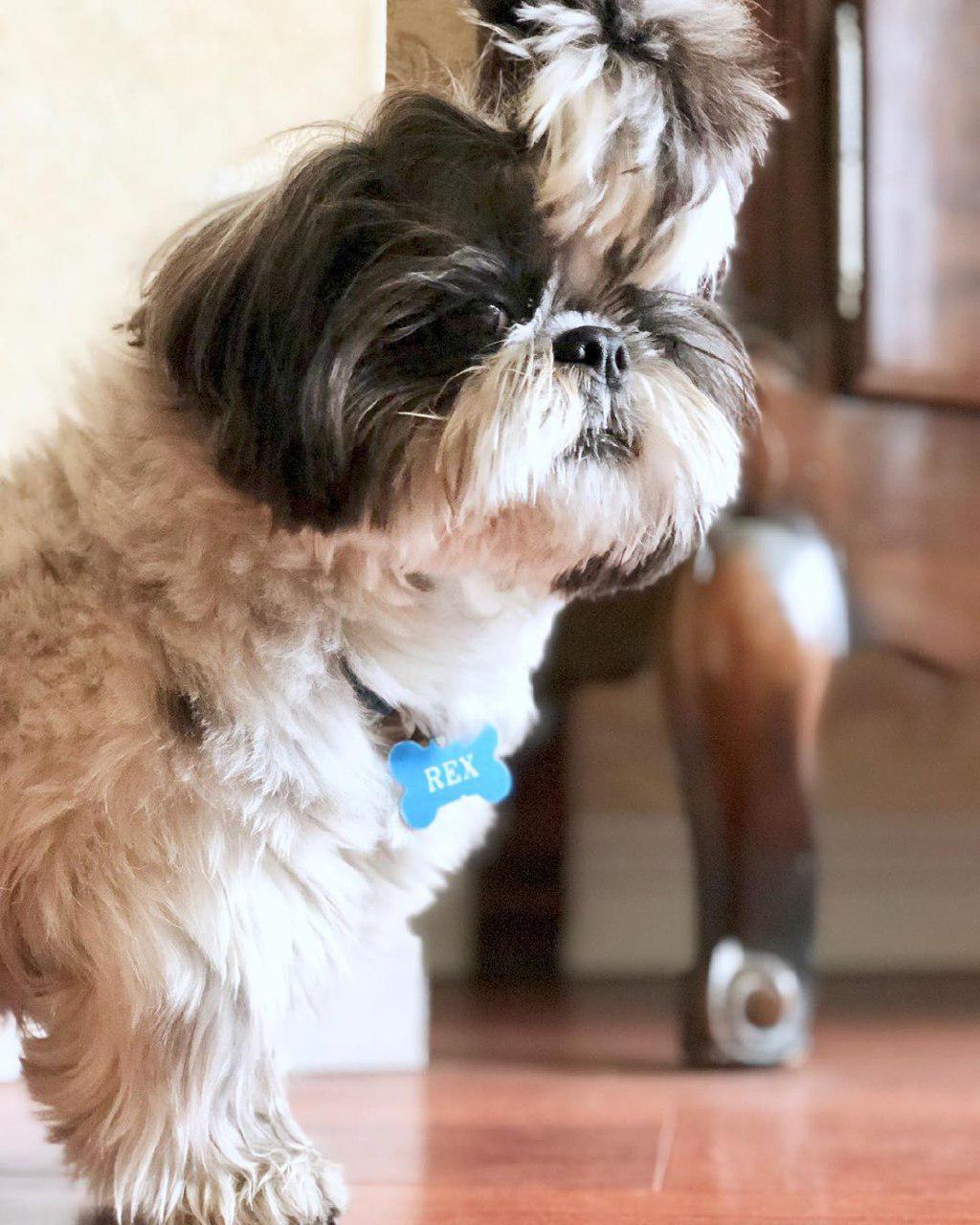 A Shih Tzu standing on the floor with its curious face