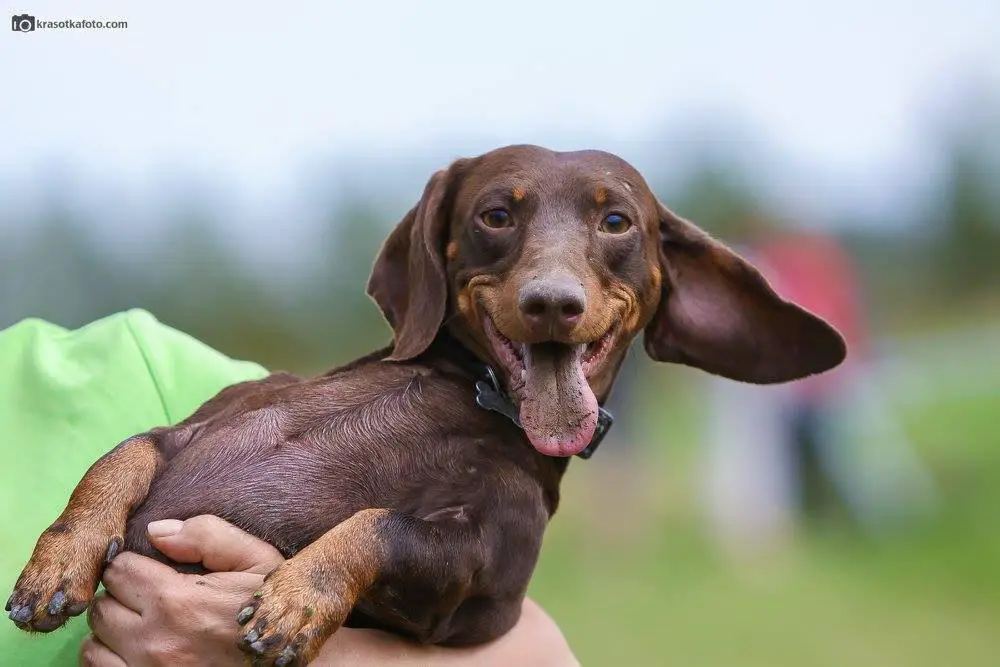 A happy Dachshund with its dirty tongue out while in the arms of the person