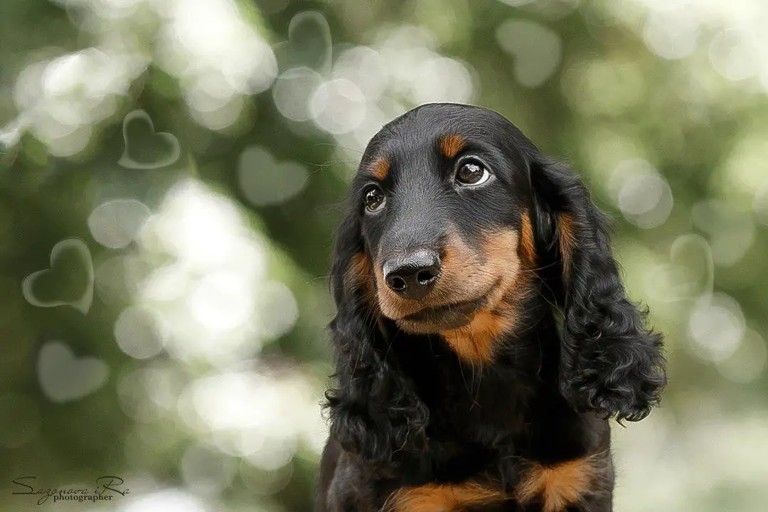 An adorable Dachshund with heart sparkling background