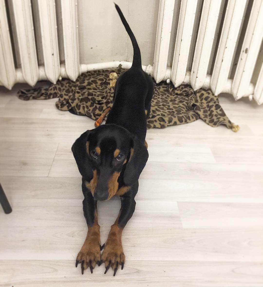 A Dachshund stretching on the floor while staring with its furious eyes
