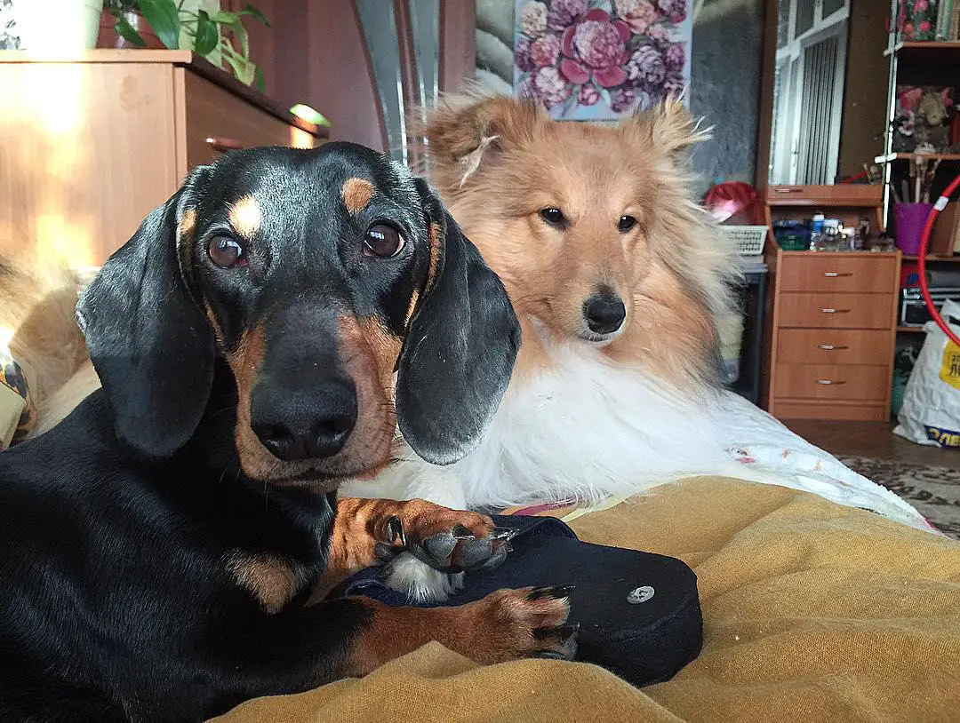 A Dachshund lying on the couch with another dog behind him