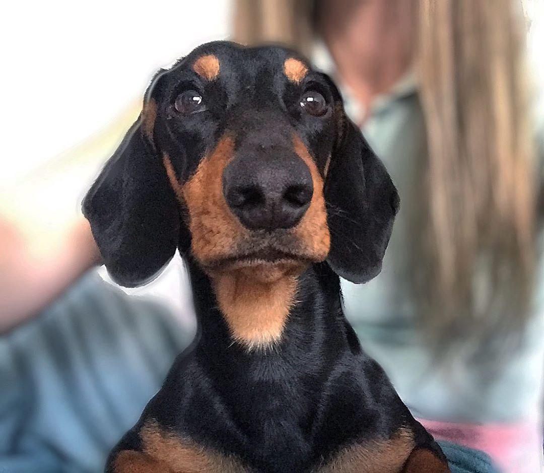 a Dachshund with a woman sitting behind him