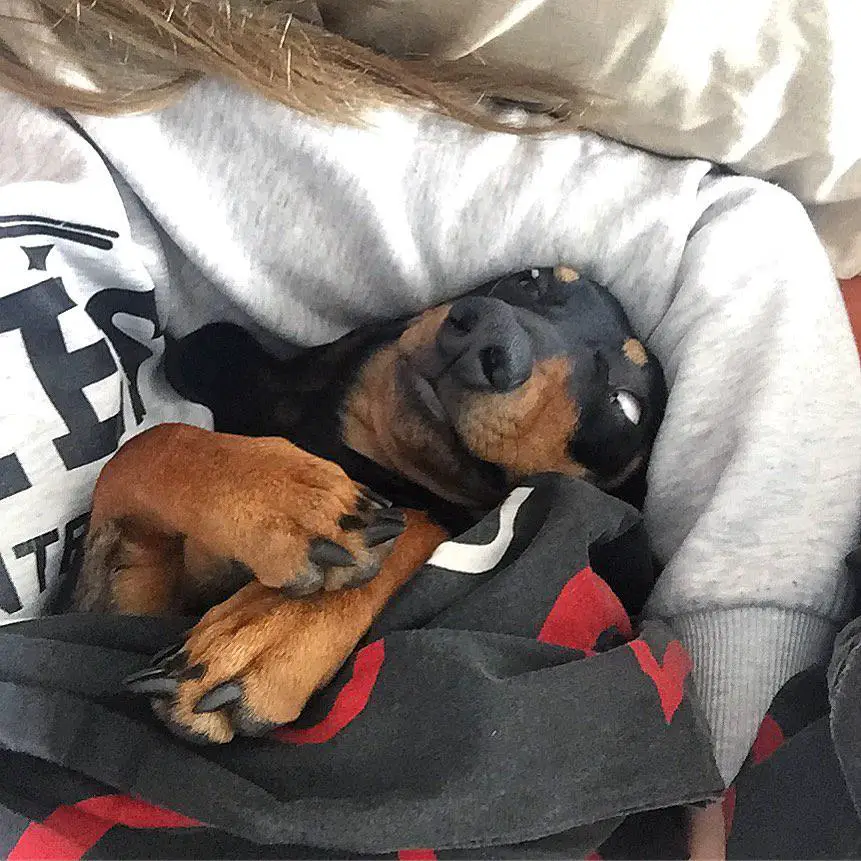 A Dachshund snuggled on the bed beside a woman