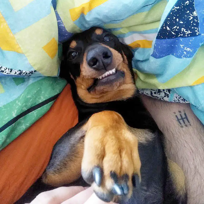A Dachshund lying on the bed while smiling awkwardly