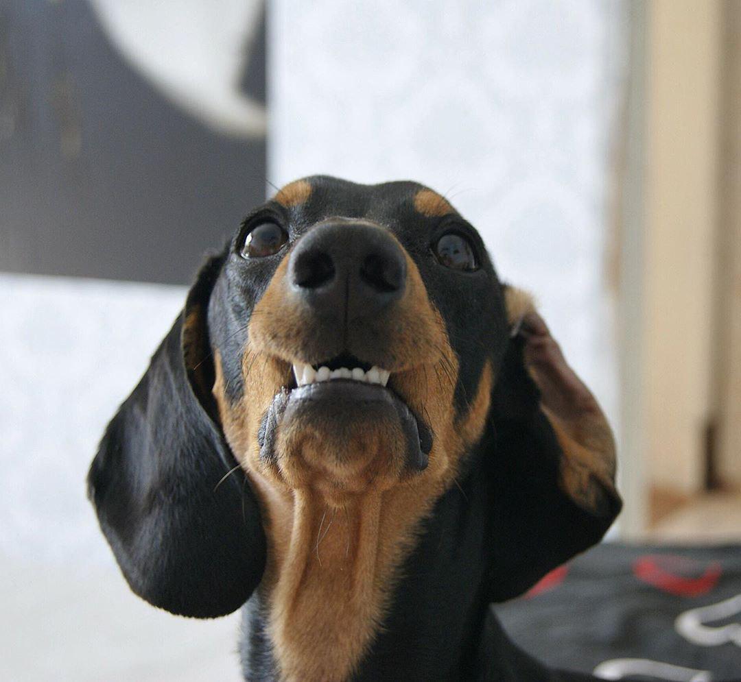 a looking up Dachshund with its begging face