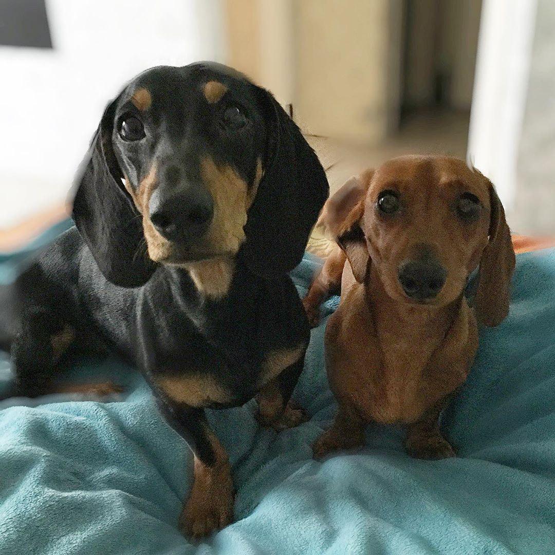 two Dachshunds sitting on the bed with their begging faces