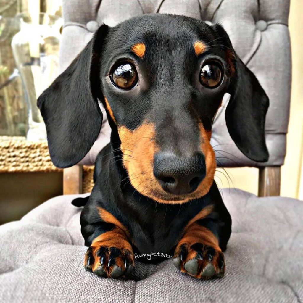 16 Photos That Will Tell What Your Dachshunds Think About