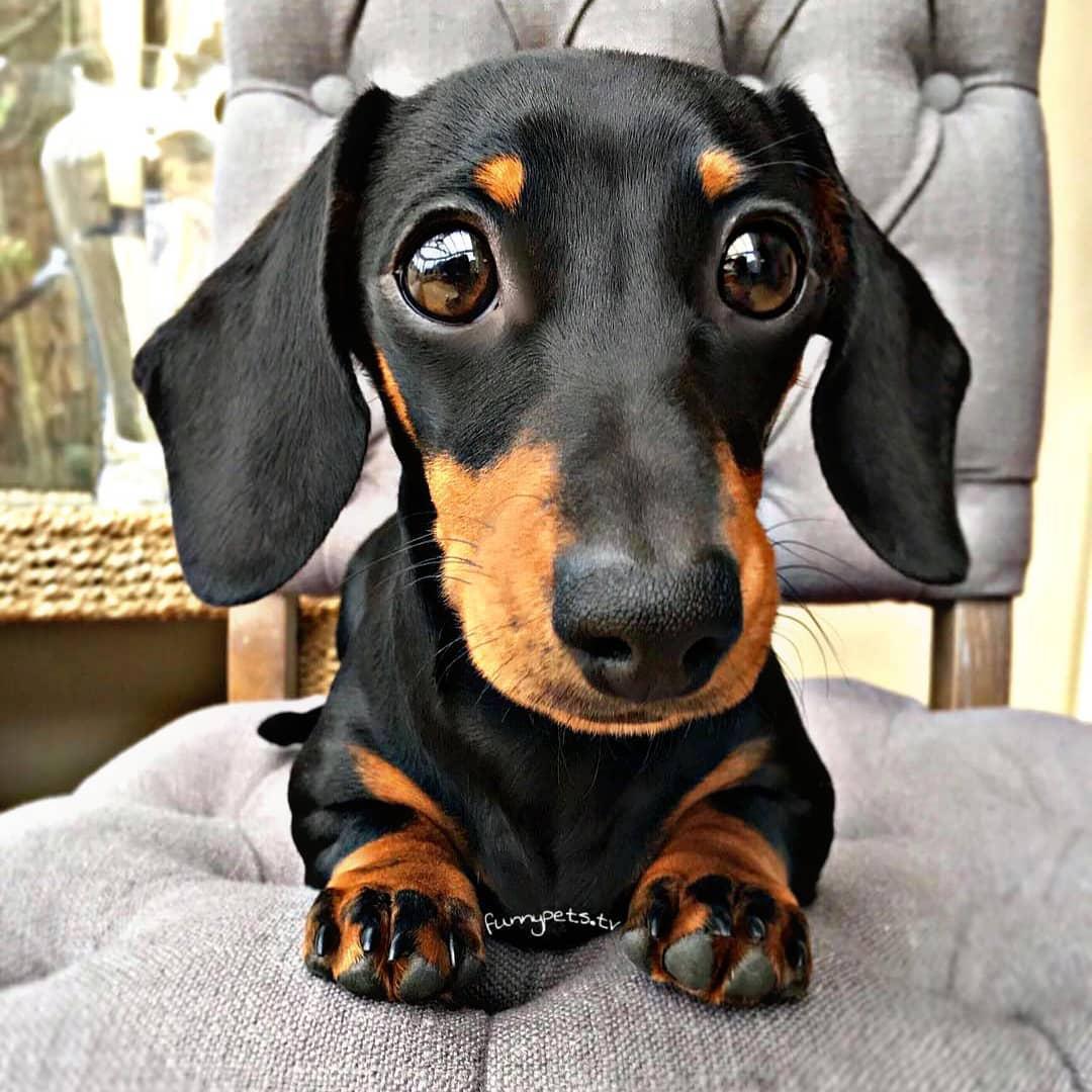 A Dachshund lying on top of the chair with its big round begging eyes