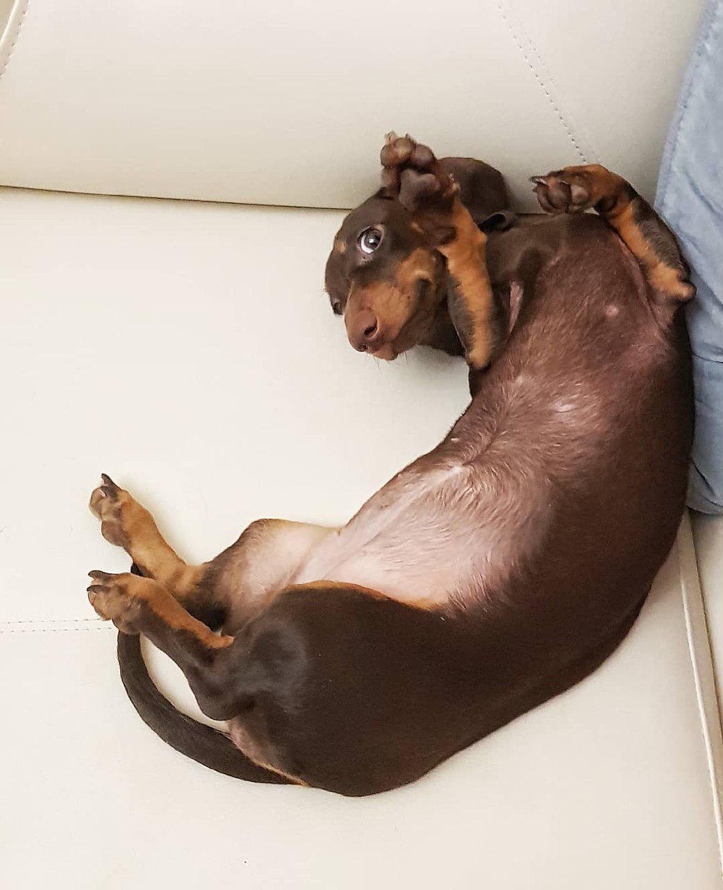 A Dachshund lying on its back on the couch