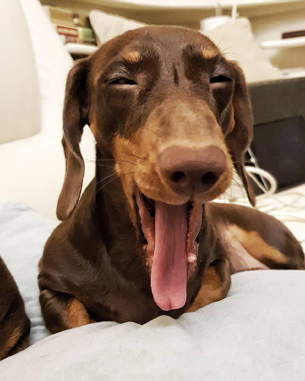 A yawning Dachshund while lying on the bed
