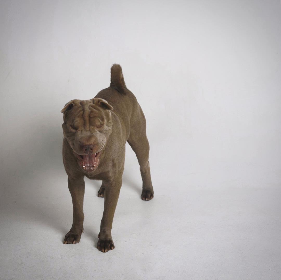 A Shar Pei standing in a white background