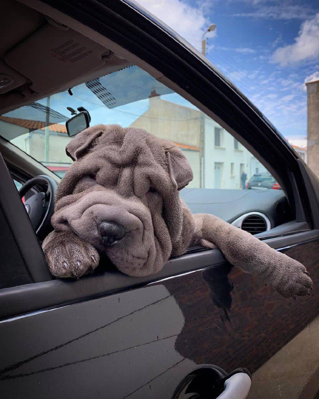 A Shar Pei leaning towards the window while sitting in the passenger seat