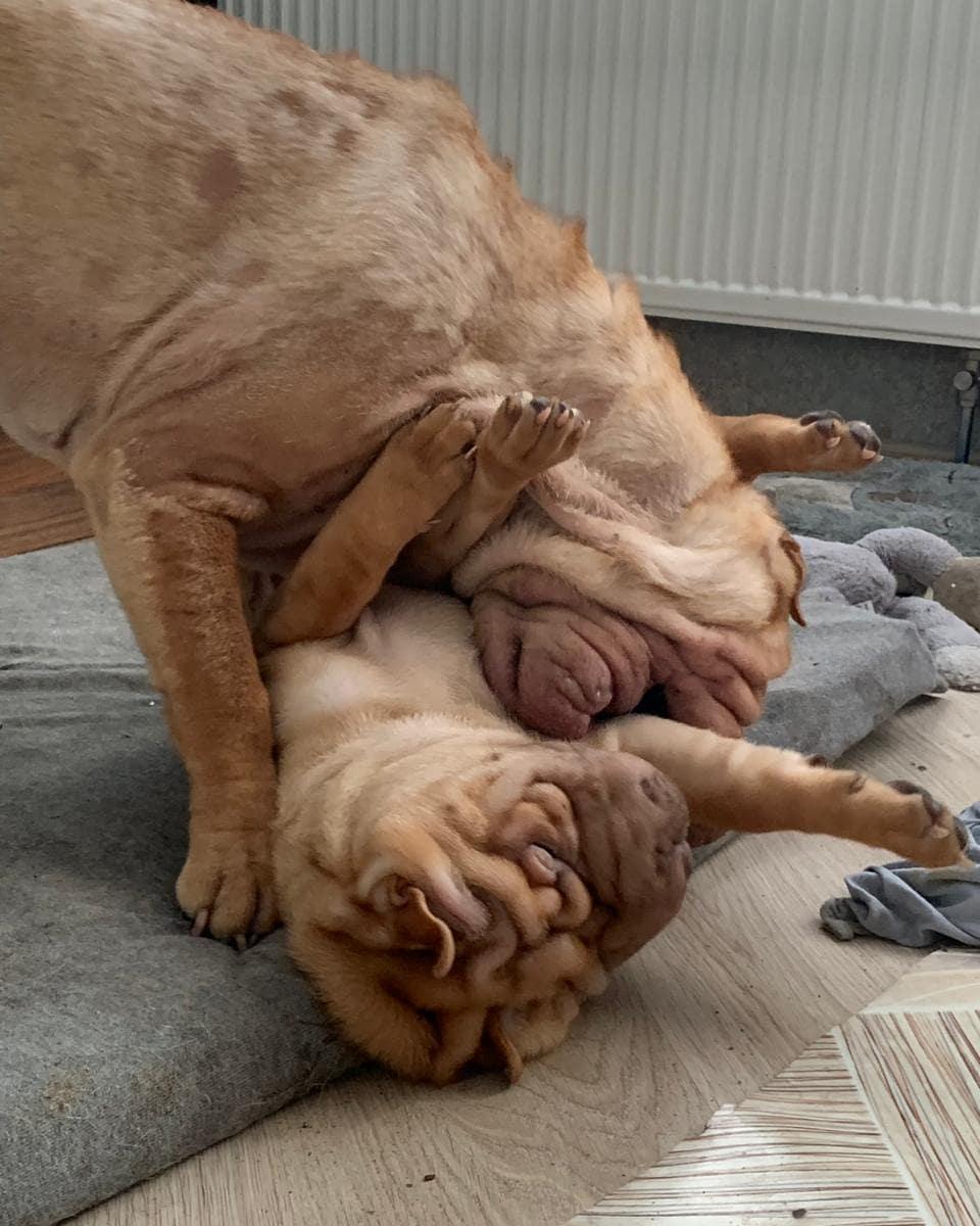 two Shar Pei playing on their bed
