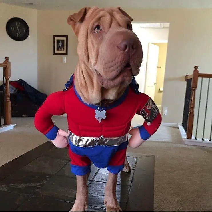 A Shar Pei wearing a superhero costume while standing on the floor
