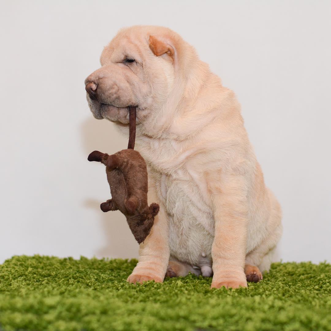 A Shar Pei sitting on a plastic grass on the floor with a mouse toy in its mouth