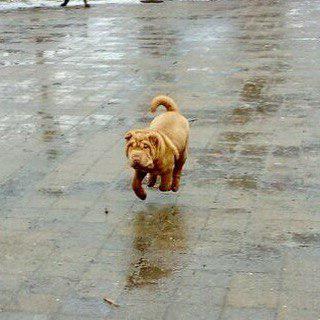 A Shar Pei running on a wet pavement at the park