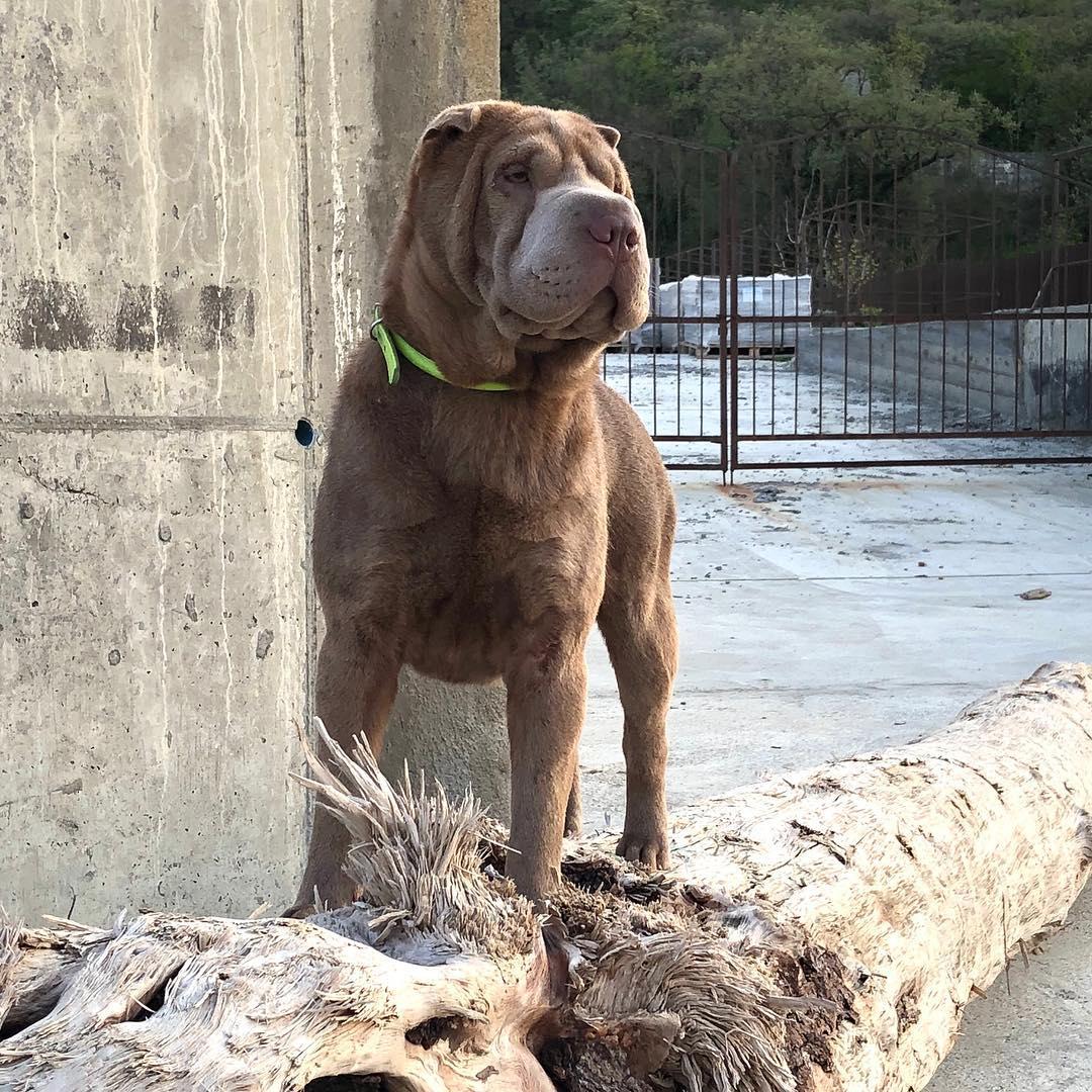 A Shar Pei standing on top of the dry wood trunk on the pavement at the park