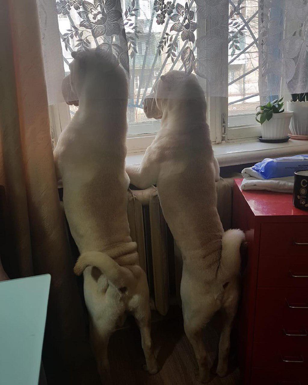 two Shar Pei standing up leaning towards the window and looking outside
