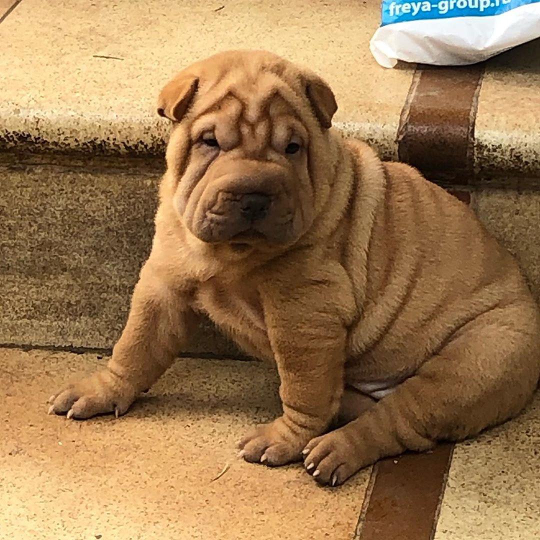 A Shar Pei puppy sitting on the stairs