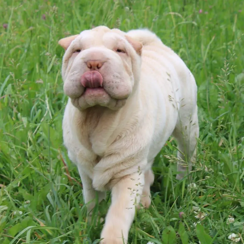A white Shar Pei walking in the grass while licking its mouth