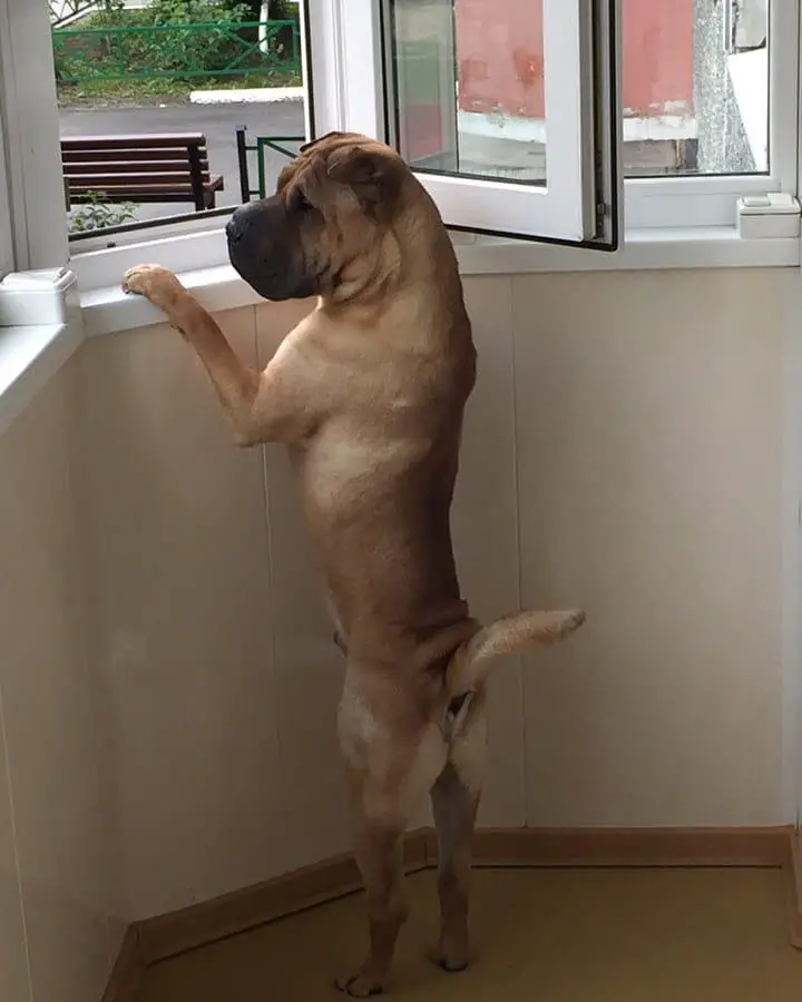 A Shar Pei standing up towards the window
