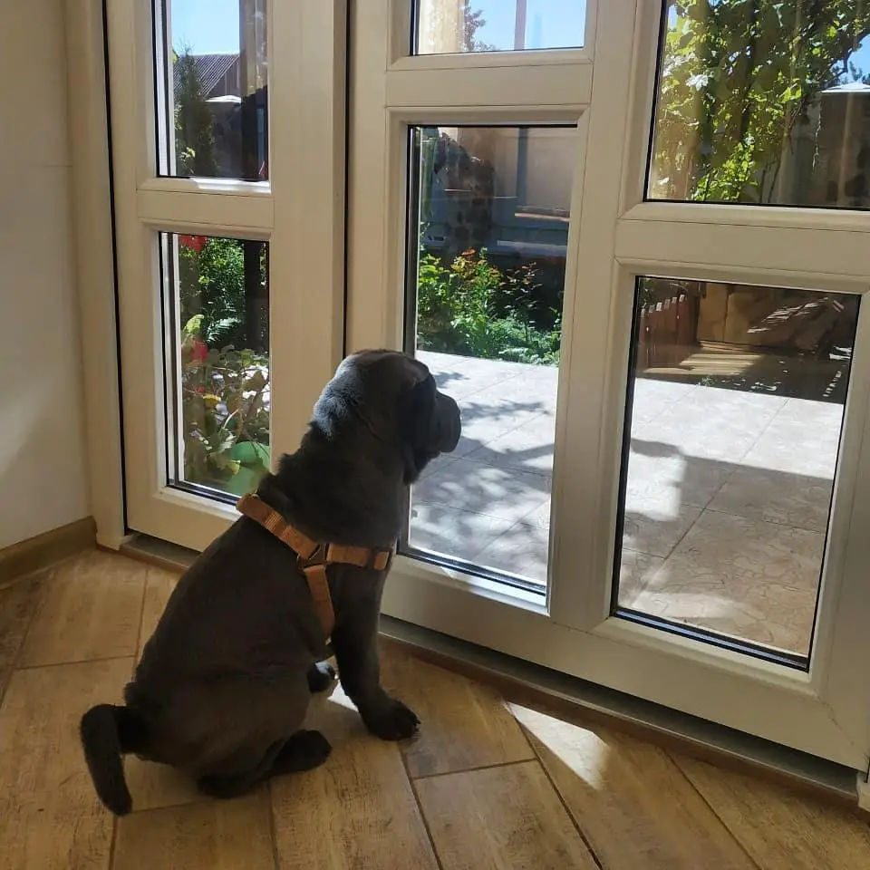 A Shar Pei sitting on the floor while looking outside through the glass wall