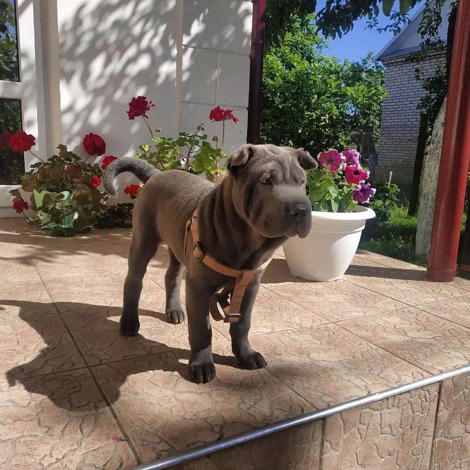 A Shar Pei puppy standing in front porch