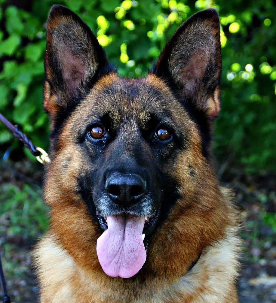 face of a German Shepherd with its mouth open and tongue out