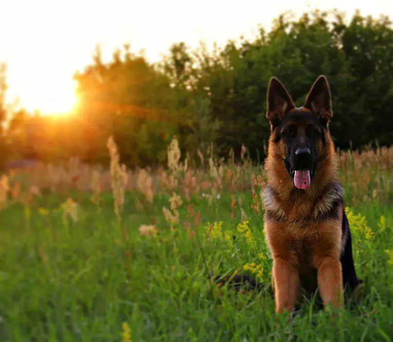 German Shepherd sitting in the field on a sunset