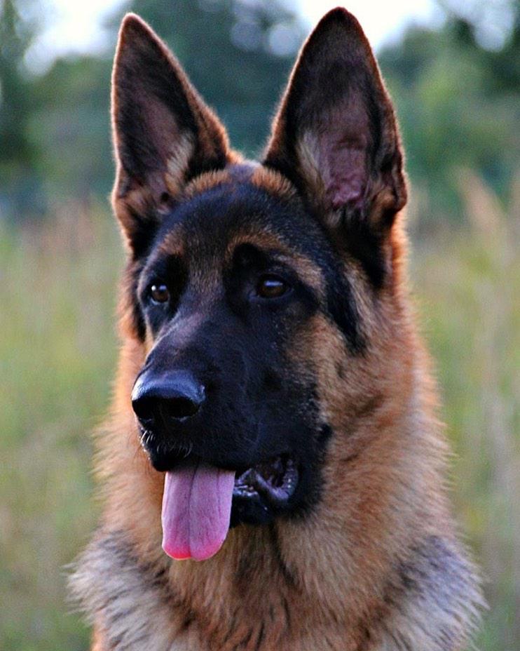 German Shepherd looking sideways with its tongue out