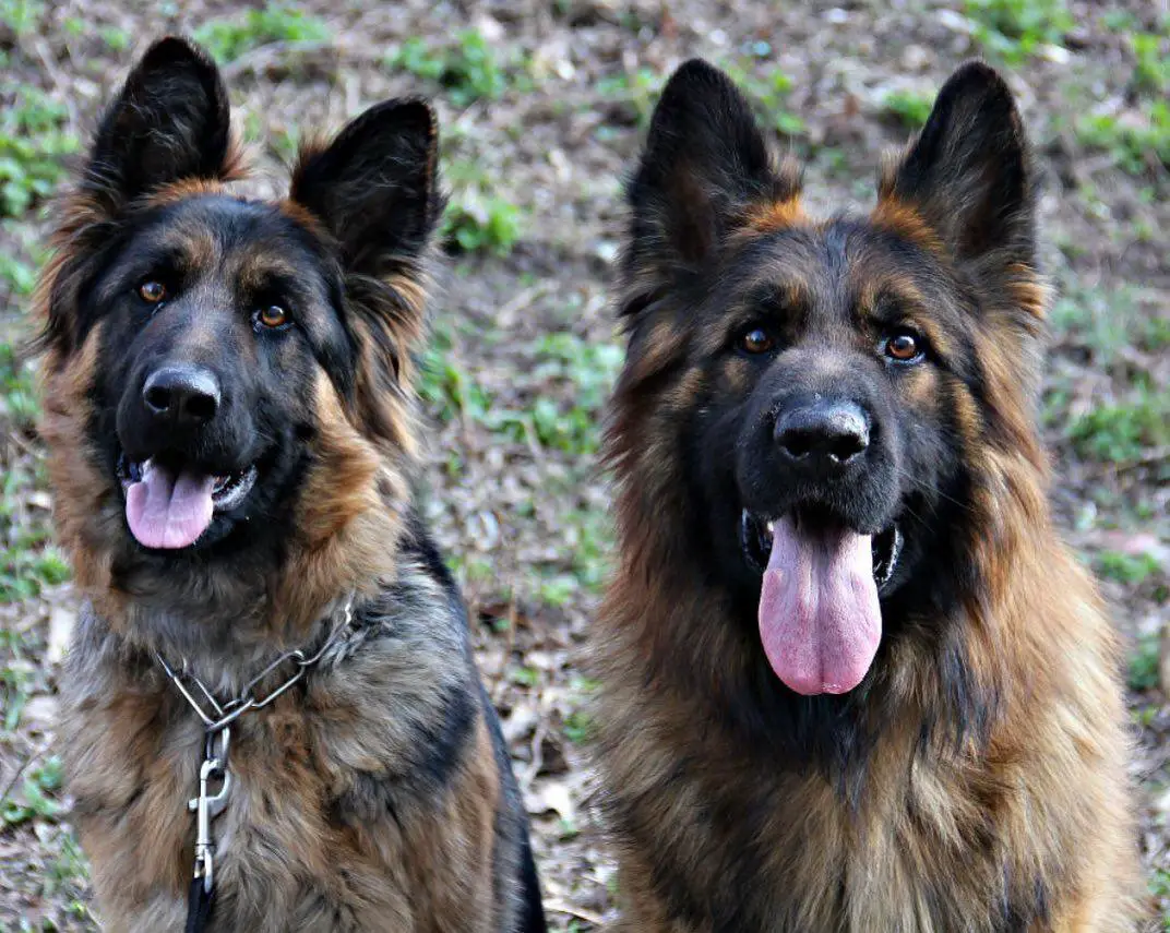 two German Shepherd sitting next to each other with their tongue out