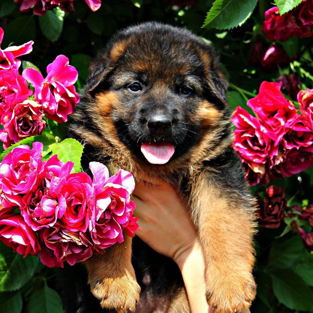 hand of a woman holding a German Shepherd puppy against the pink flowers in the garden