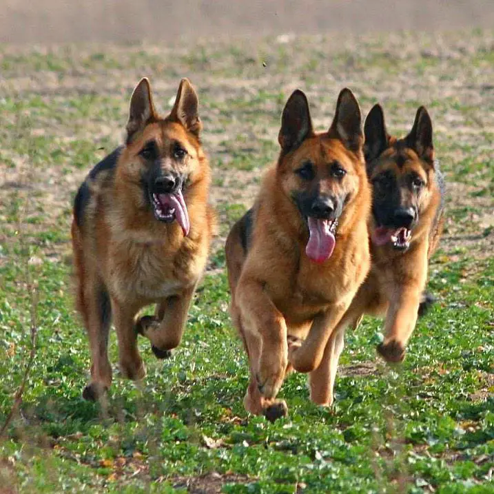 four German Shepherd running in the field