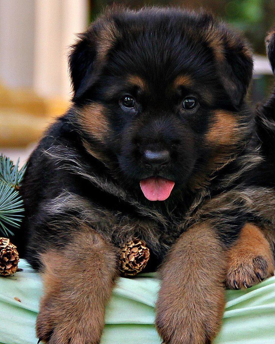 German Shepherd lying on the bed with its small tongue sticking out