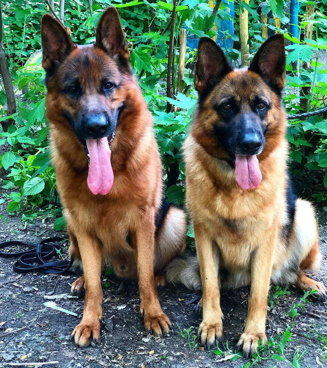 two German Shepherd sitting in the garden with their tongue out