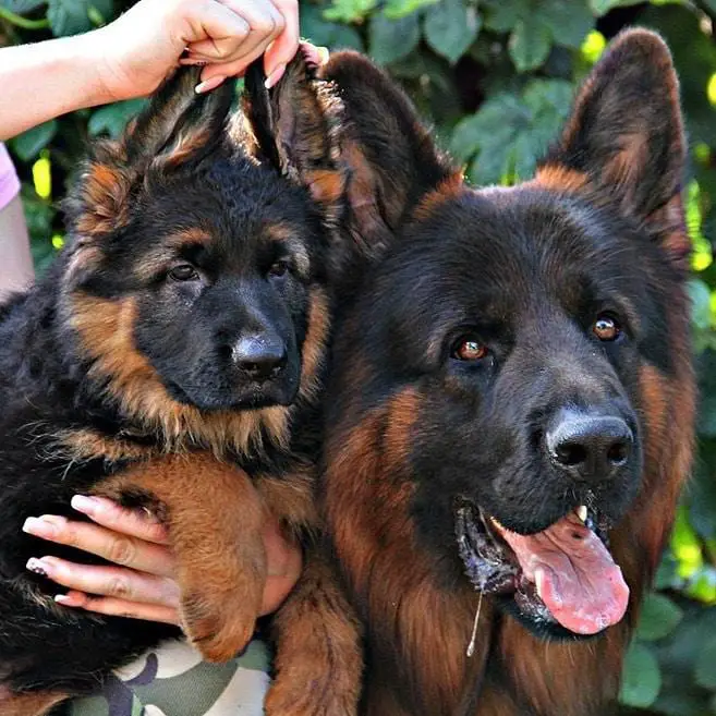a woman carrying a German Shepherd puppy while holding up its ears next to an adult German Shepherd