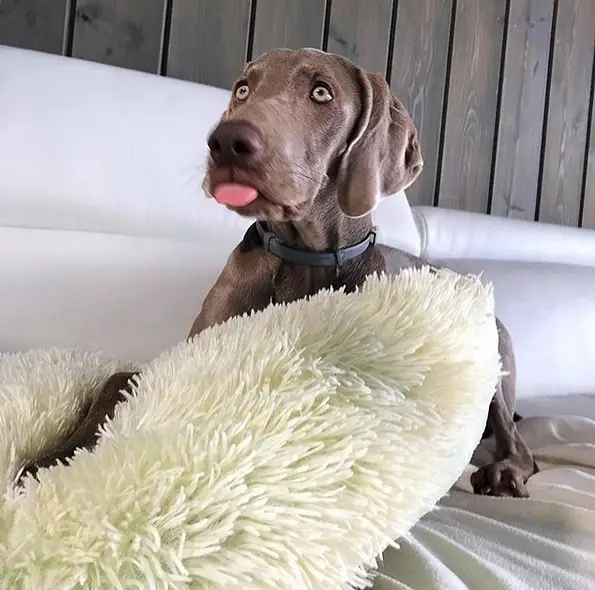 A Weimaraner lying on the couch while sticking its tongue out