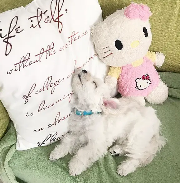 A Bichon Frise sleeping on the couch beside the pillow and with hello kitty stuffed toy behind