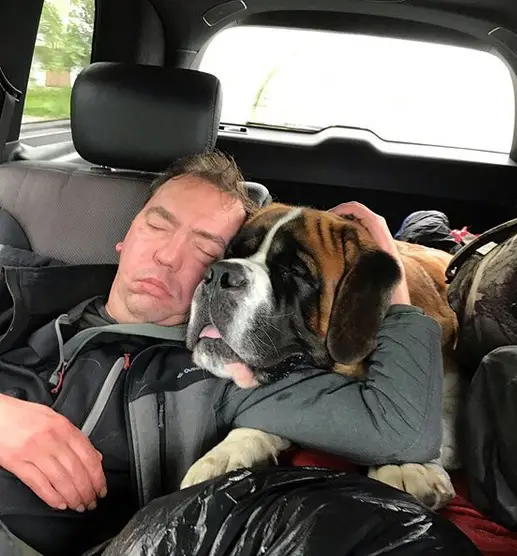 A man sleeping in inside the car with the head of his St. Bernard Dog on his shoulders