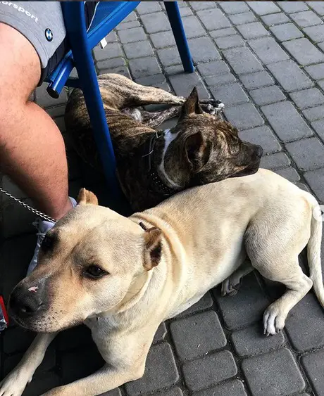 A Staffordshire Bull Terrier lying on the pavement with its head on the back of another dog in front of him